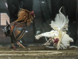 Đá Gà Sabong hình thức cá cược đá gà truyền thống