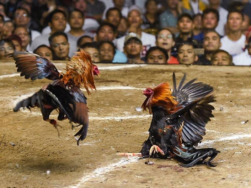 Đá Gà Sabong tại XocDia88 – Trải nghiệm Đá Gà Philippines chuyên nghiệp, hấp dẫn 3 Cách chọn gà thông minh khi thi đấu Đá Gà Sabong